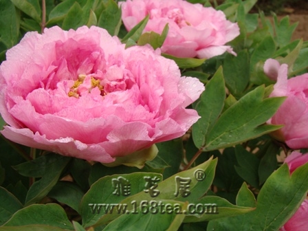 DSC04337.JPG