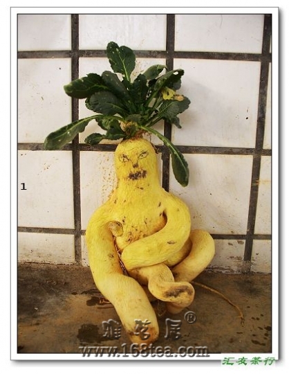ɰܲ.jpg