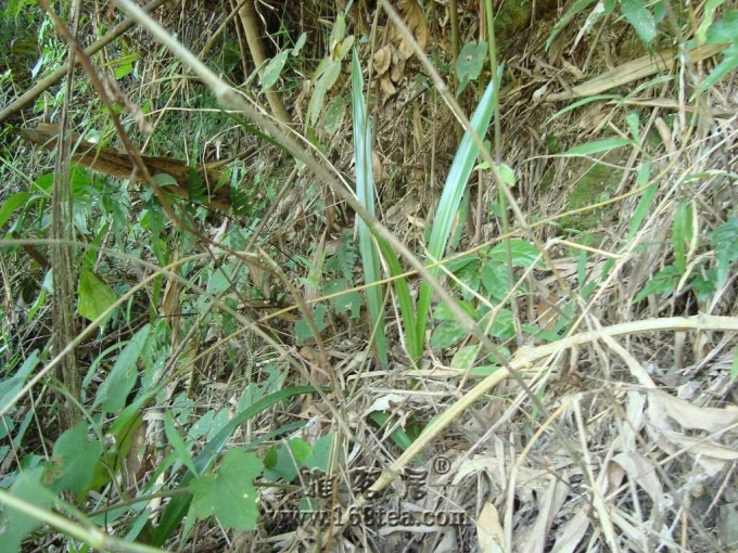 DSC04773_Ŀѹ.jpg