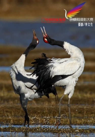 ھ.jpg
