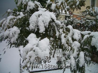 [][ԭ]2008ĵһѩ