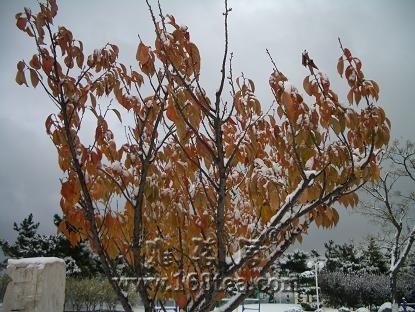 [][ԭ]2008ĵһѩ