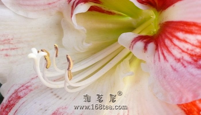 []į¶밮