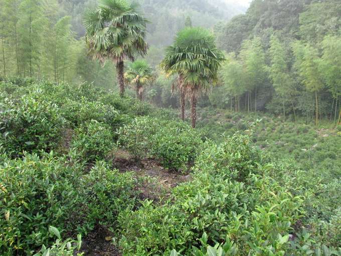 ɽС<a href='http://m.368tea.com/tea/channel.php?cid=hongcha'></a>.jpg